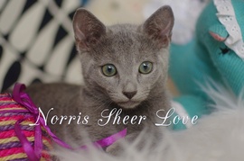 	Русский голубой котенок Norris Sheer Love от Чемпиона Мира WCF 