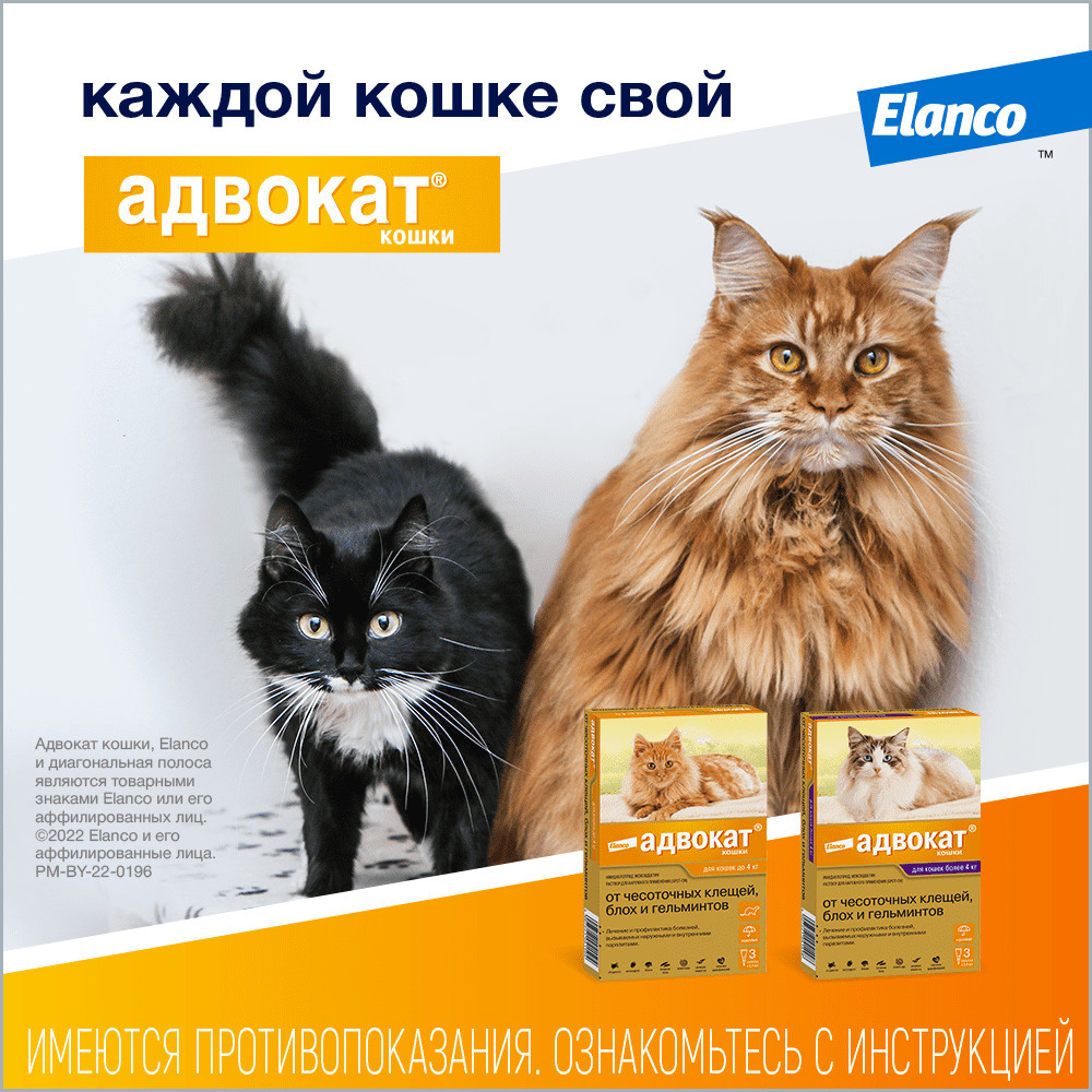 Elanco адвокат для кошек весом до 4 кг, 1 пип. х 0,4 мл, адвакат, fldjrfn |  Petshop.ru