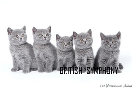 Питомник британских короткошерстных кошек " Британская Симфония ".