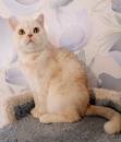 Шотландские коты и кошки