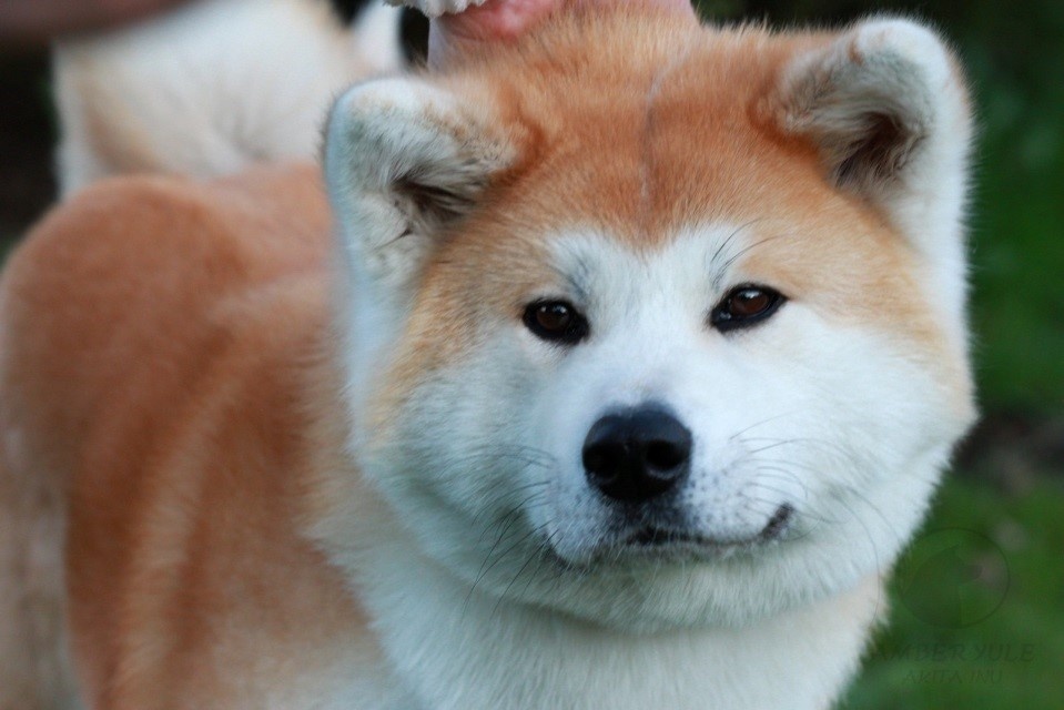 Японские породы собак: фото, описания и характеристики