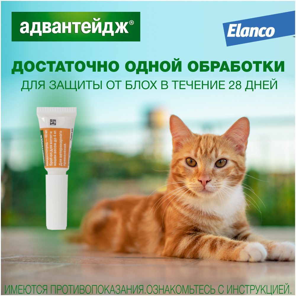 Elanco капли на холку Адвантейдж® от блох для котят и кошек до 4 кг – 4  пипетки | Petshop.ru