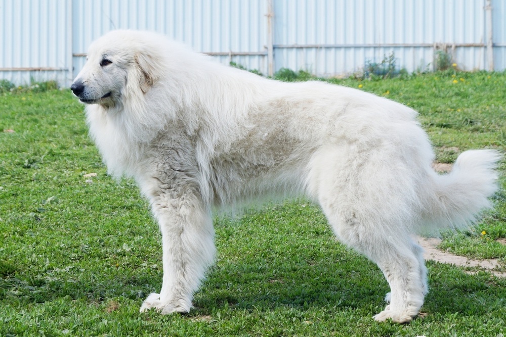 Стрижка горной пиренейской собаки