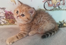 Шотландские котята золотая шиншилла. Девочка