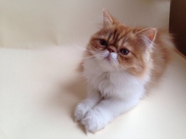 Рыжий персидский котик