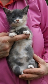 Невероятно красивая трехцветная девочка-котенок 1.5 мес в дар!