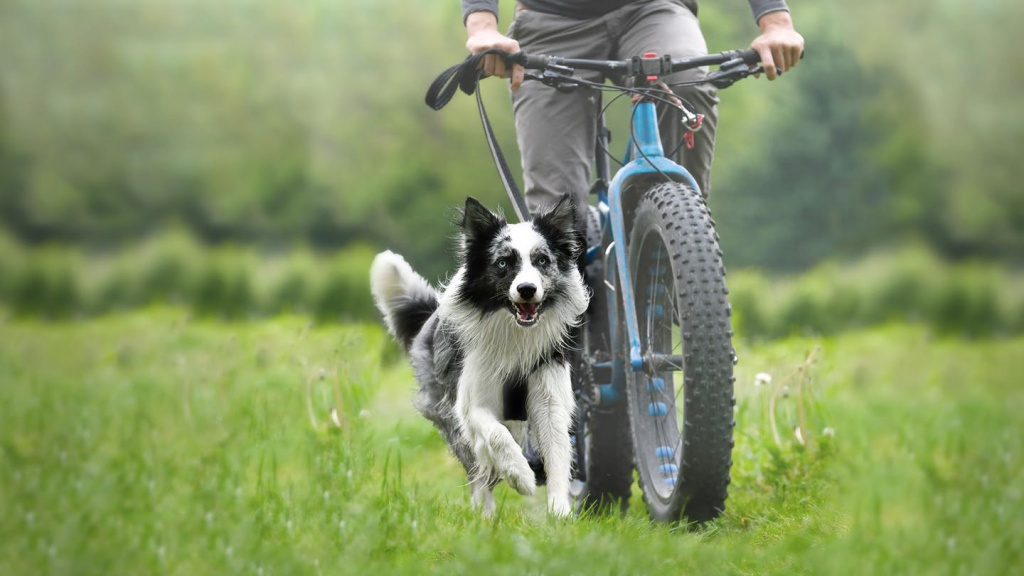 Велопрогулки с собакой.jpg