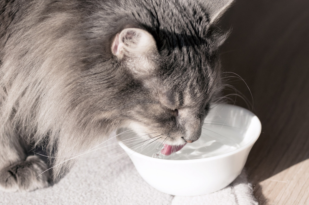 Вода для кошки