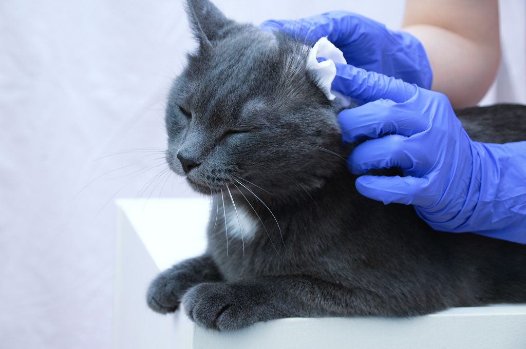 Лечение ушного клеща у кошек.jpg