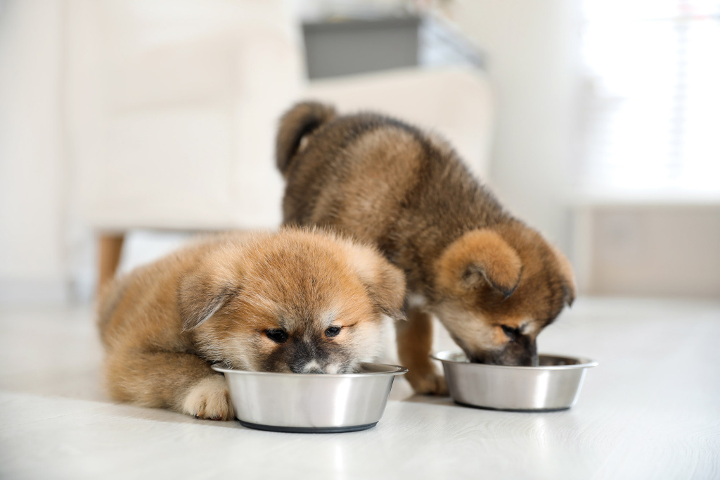 Два щенка едят из мисок