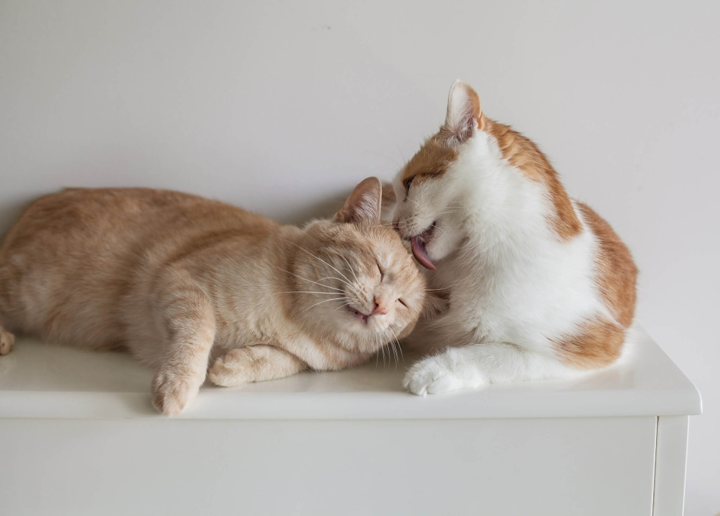два мирных кота.jpg