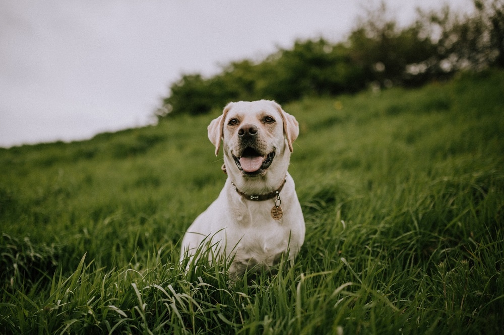 Собака в траве