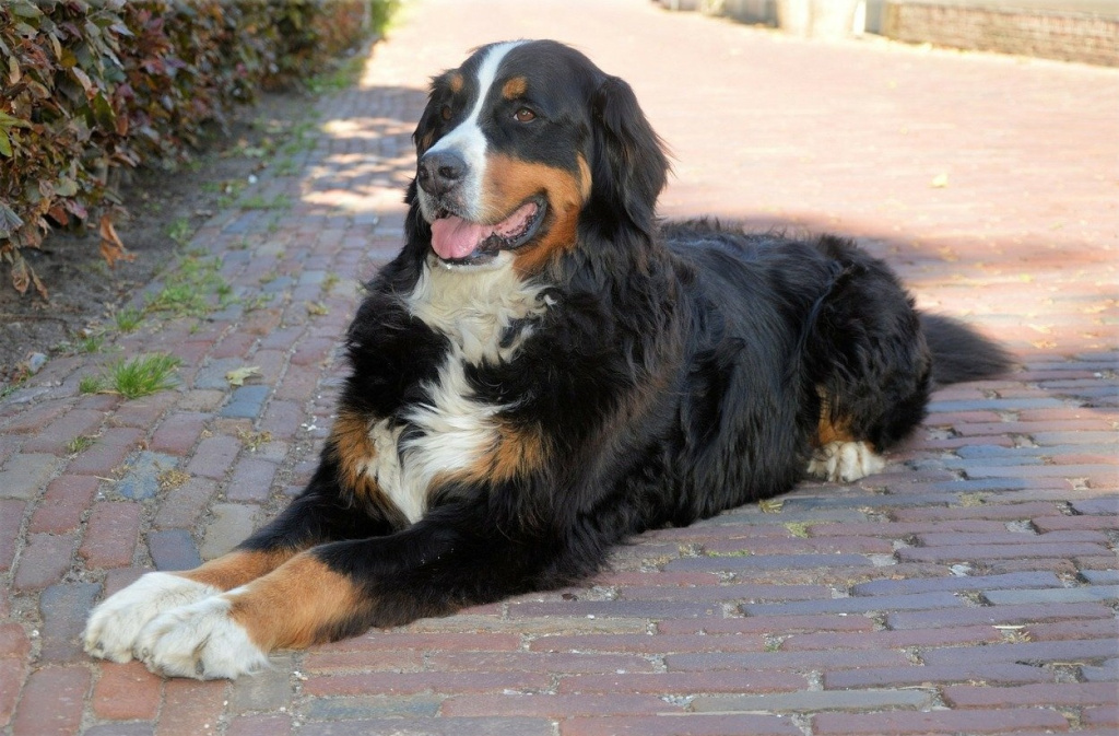 bernese-mountain-dog.jpg