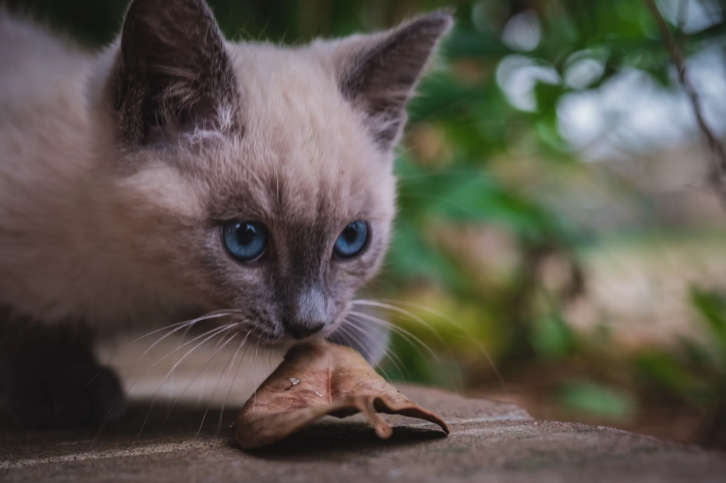 на фотографии крупным планом голова котенка сиамской породы, который держит в зубах листочек